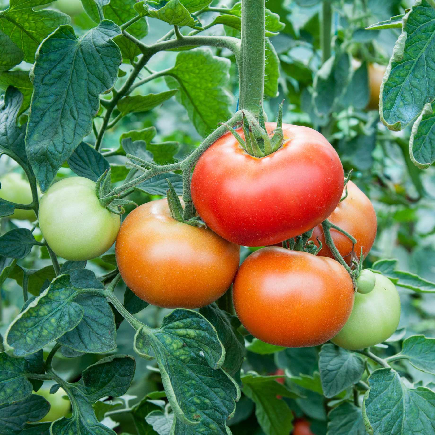 Supersteak Tomato Seeds for Planting, Giant Beefsteak Variety
