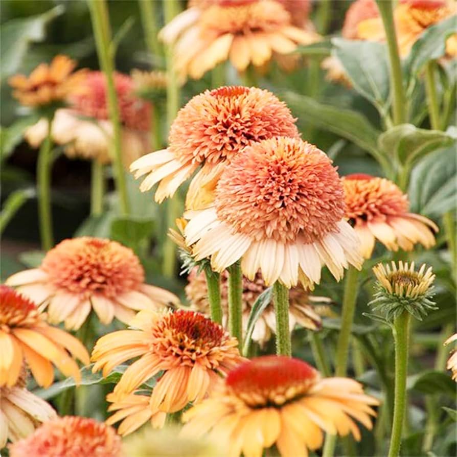 Supreme Cantaloupe coneflower seeds