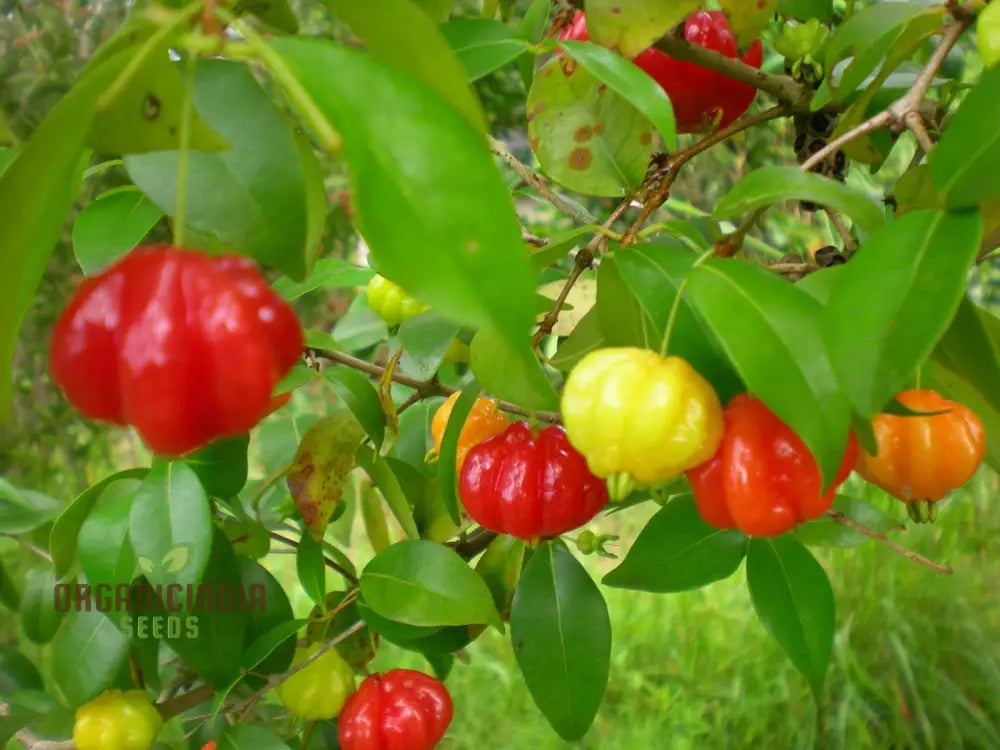 Surinam Cherry tree seeds for planting ornamental hedges