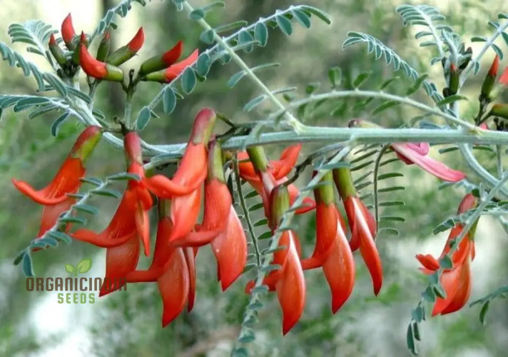 Mature Sutherlandia Frutescens ornamental plant