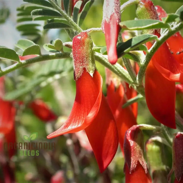 Sutherlandia Frutescens seeds for planting