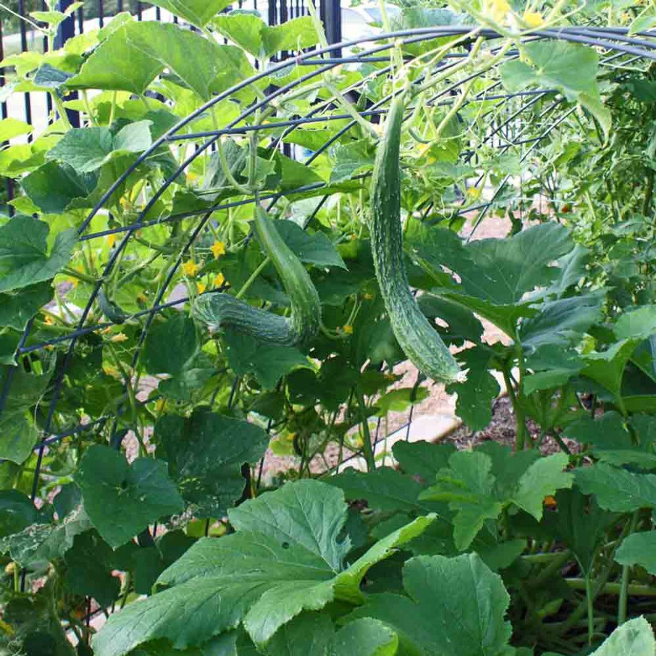 Long Suyo Long Cucumbers Growing on Vine from Seeds