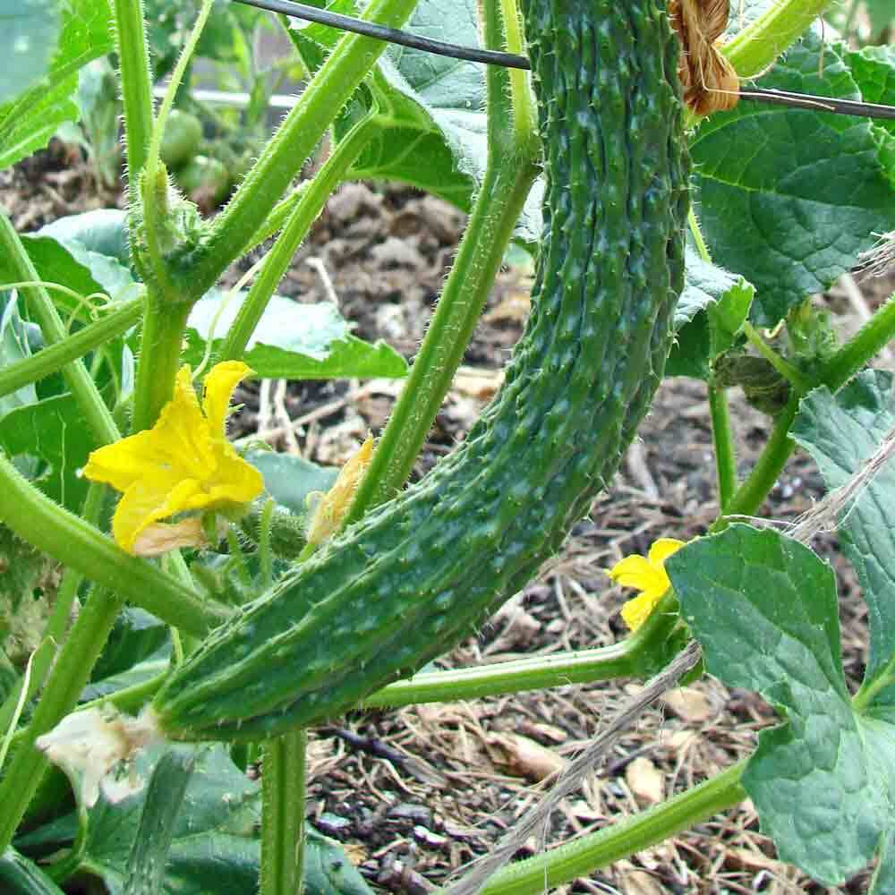 Mature Suyo Long Cucumber Vine with Long Crisp Fruits from Seeds