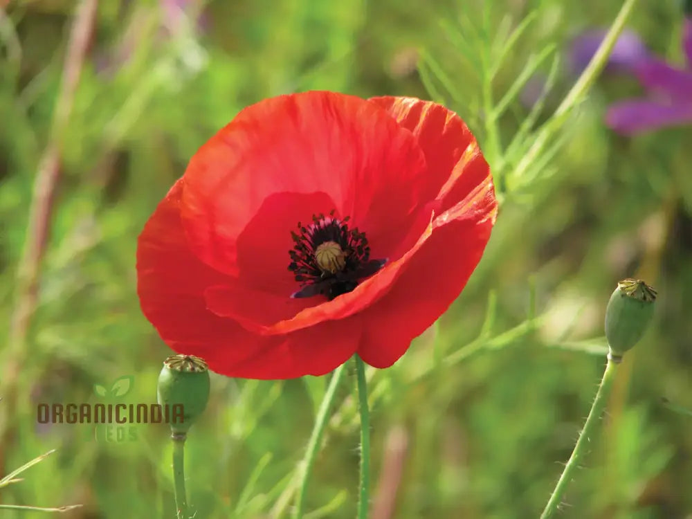 Swan River Daisy Mixed seeds growing into healthy seedlings