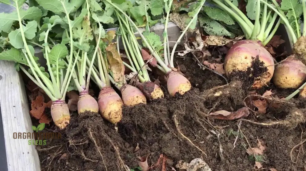 Swede Tweed F1 Plants in Garden Row, Hybrid Swede Seeds