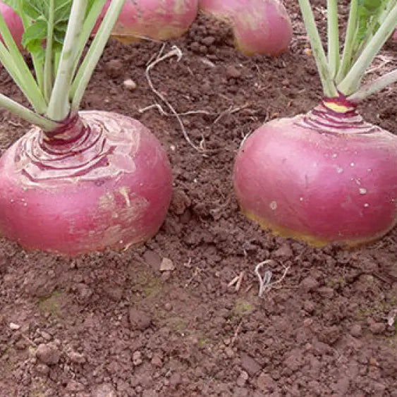 Mature Swede Tweed F1 Roots, High Quality Rutabaga from Seeds