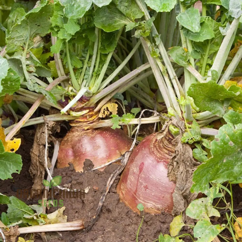 Swede Tweed F1 Seeds Pack, High Yield Rutabaga Seeds for Planting