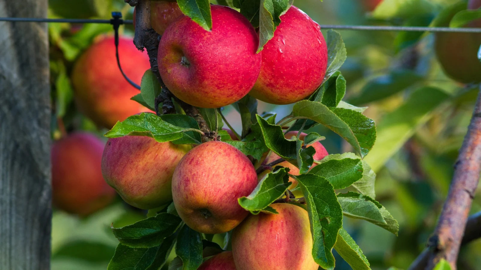Sweet and crisp Gala apple tree seeds for gardeners