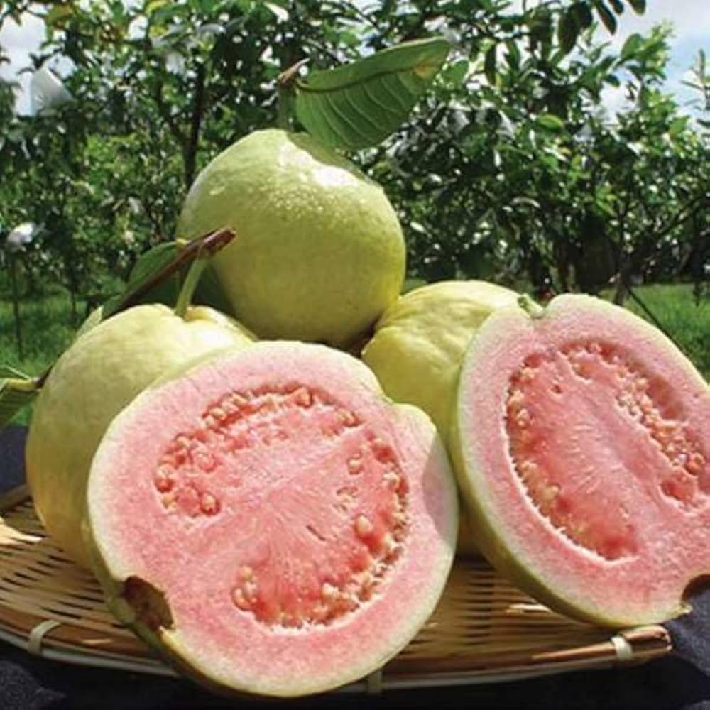 Sweet and juicy Ruby Supreme guava fruits on tree