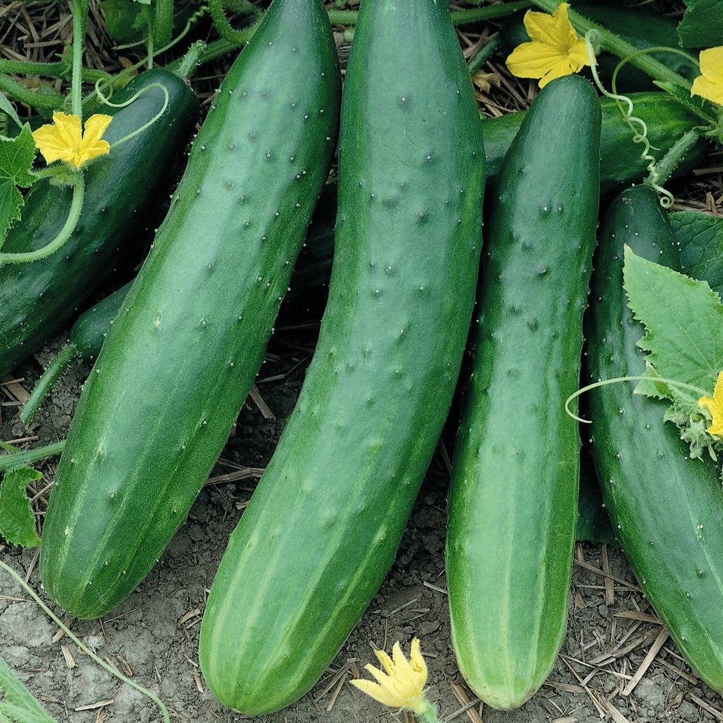Sweet Burpless Cucumber Seeds High-Yield Crisp Mild Variety