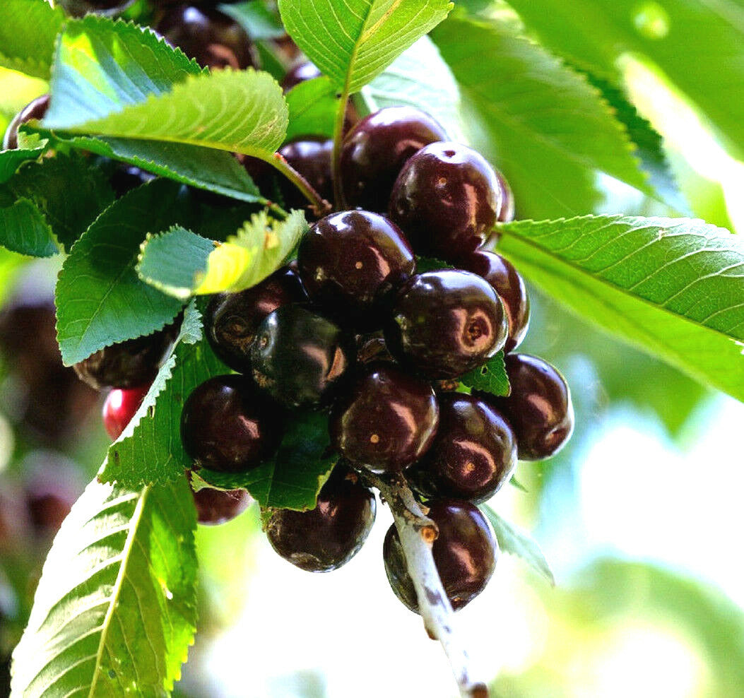 Sweet Cherry Seeds for Garden and Orchard Planting