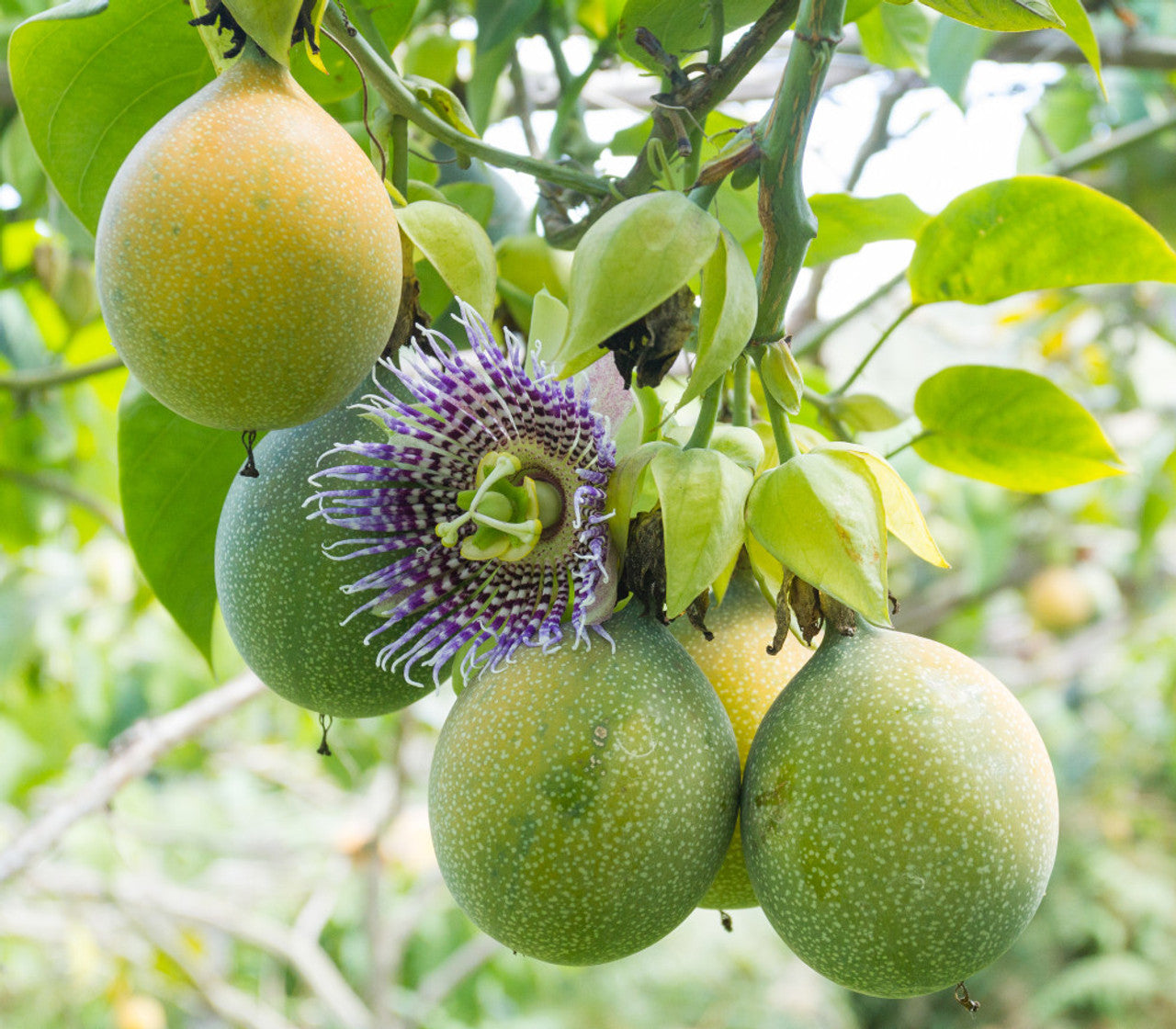 Sweet Granadilla fruit seeds for planting tropical passionfruit vines
