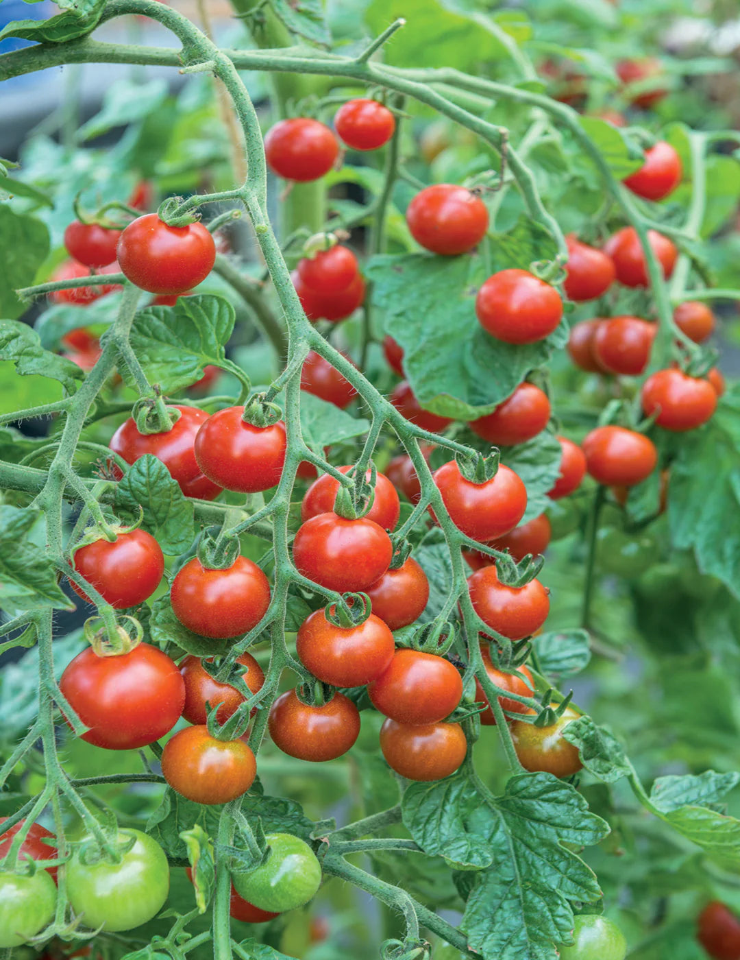 Sweet Million Tomato Seedling Growing from Seeds, Easy-to-Grow Cherry Tomato Plant