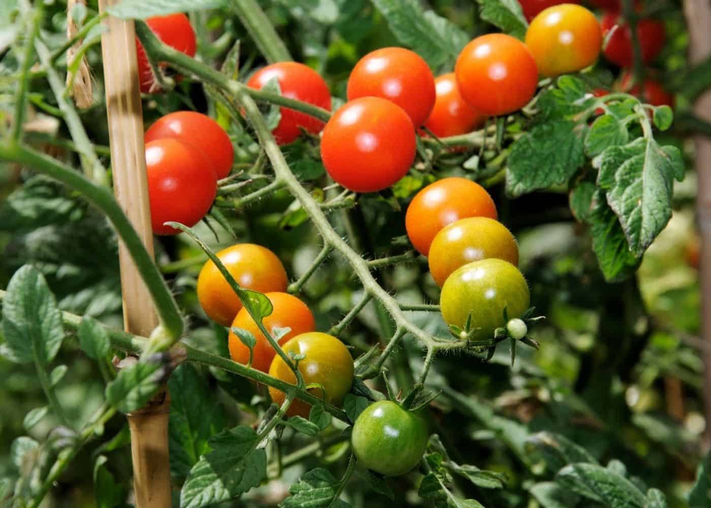 Sweet Million Tomato Seeds for Home Garden, High-Yield Cherry Tomatoes