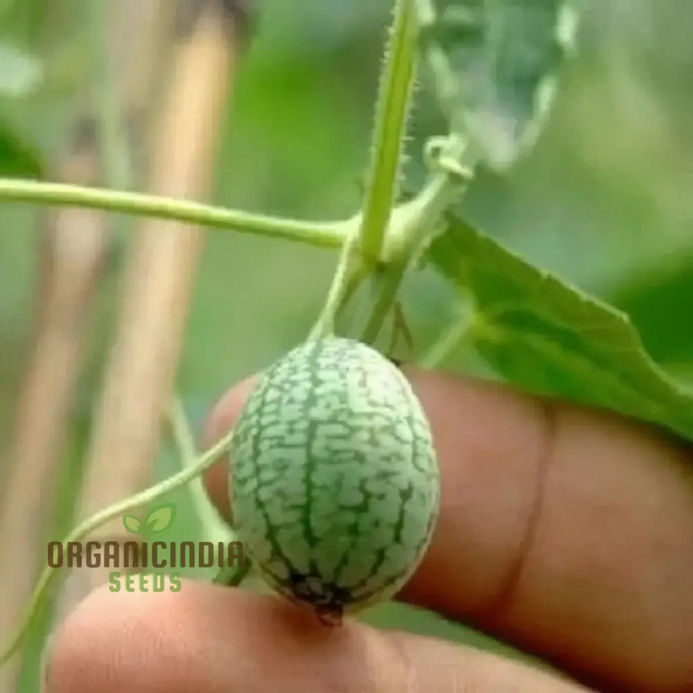 Sweet mini watermelons grown from high-quality seeds