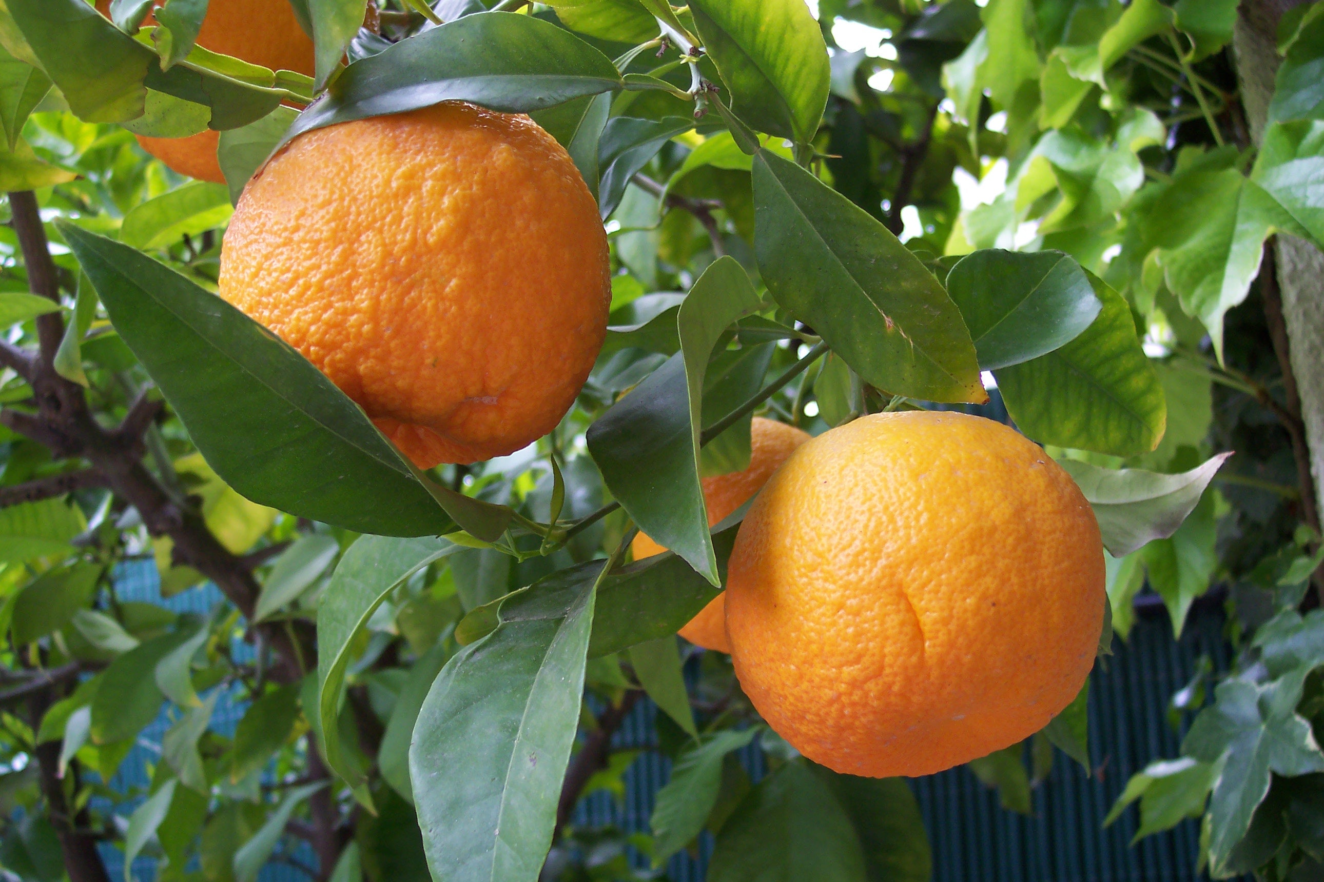 Sweet orange fruit tree seeds ideal for tropical and subtropical gardens