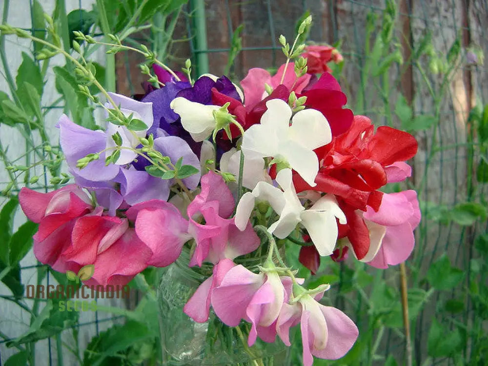 Sweet Pea Incense Mixed Flower Seeds For Planting Fragrant And Colorful For A Stunning Garden