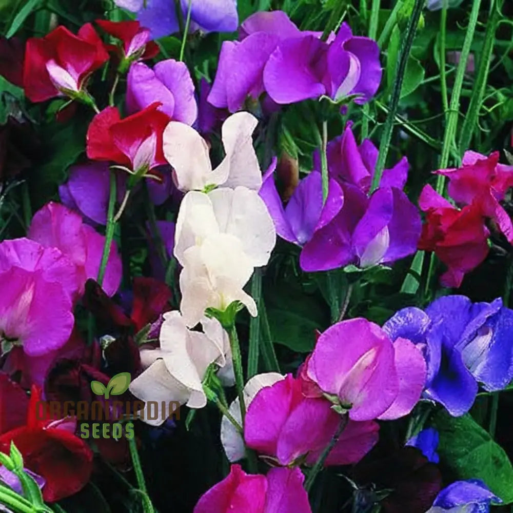 Sweet Pea Spencer Wave Mixed Seeds – Elevate Your Gardening Journey With A Spectacular Mix Of