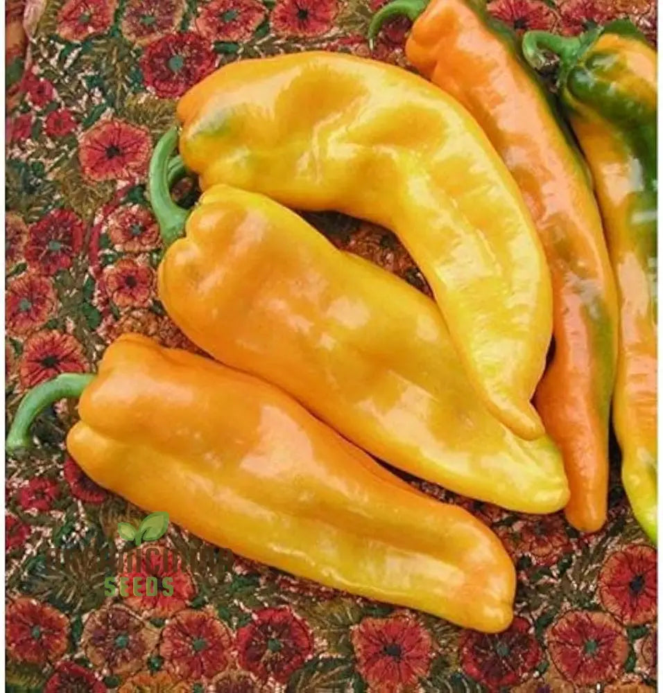 F1 Ringo Sweet Pepper Seeds for Home Garden, High-Yield Pepper Seeds