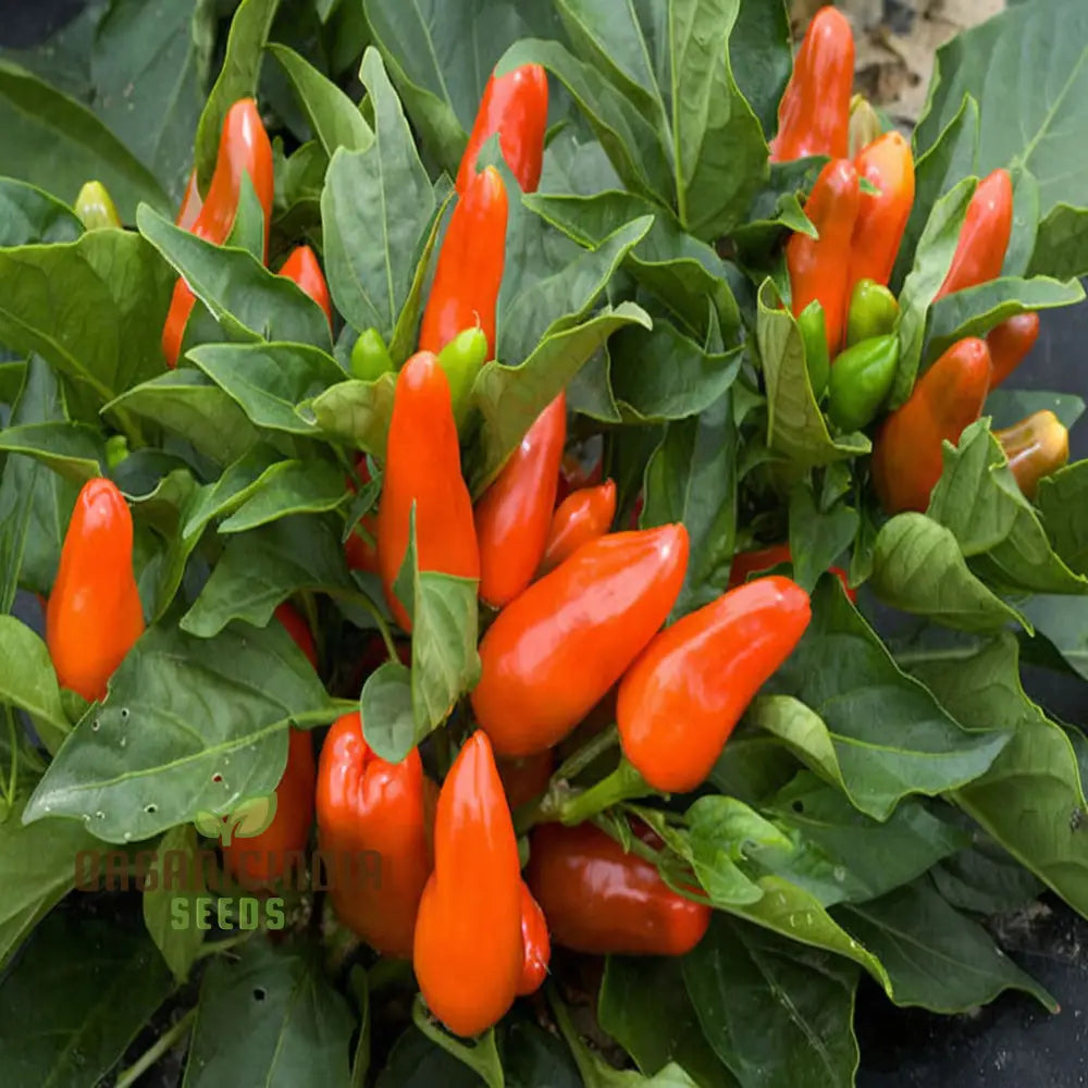 Fresh Tangerine Dream Sweet Peppers, Homegrown Orange Bell Peppers