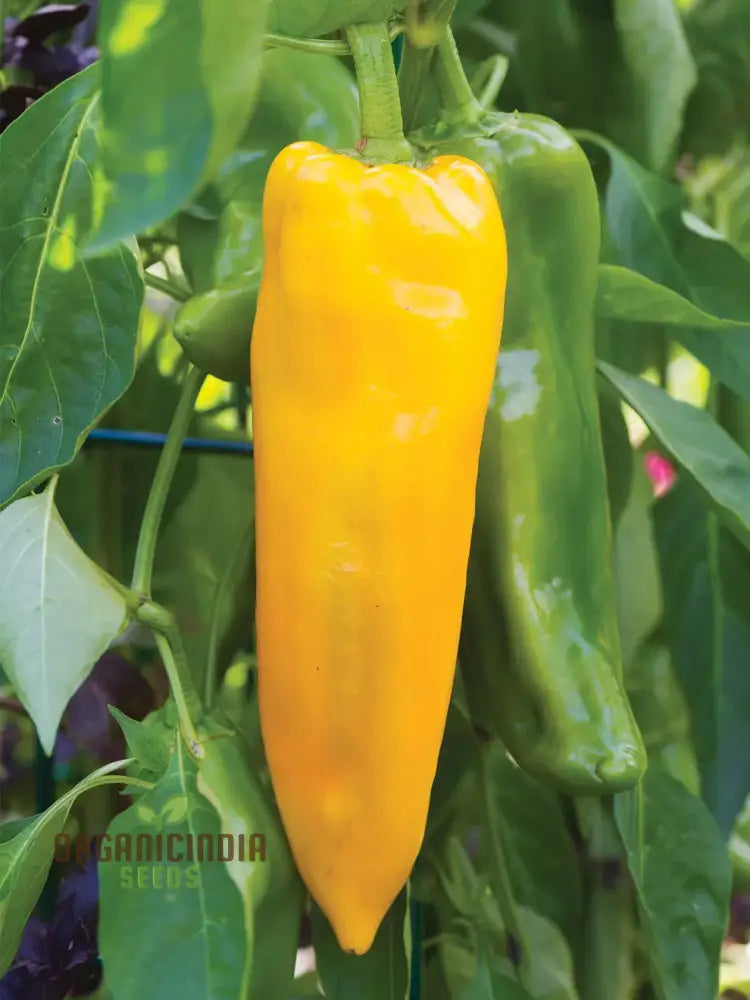 F1 Ringo Sweet Peppers Growing on Plant, High-Yield Garden Pepper Seeds
