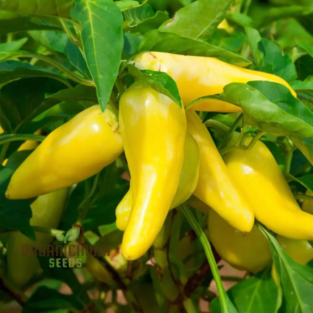 Mature Lemon Dream Sweet Pepper Plant with Vibrant Yellow Fruits
