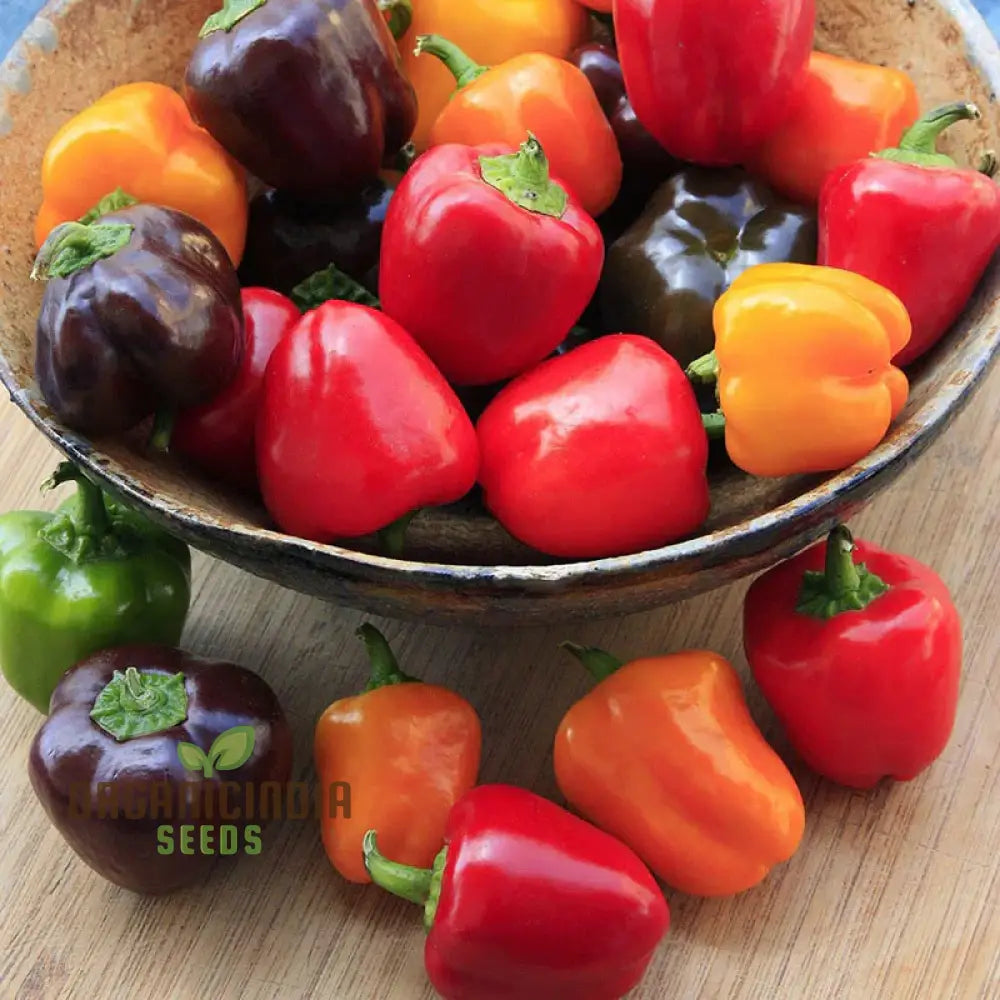 Multi-Colored Mini Bell Sweet Peppers from Seeds, Home Garden Peppers
