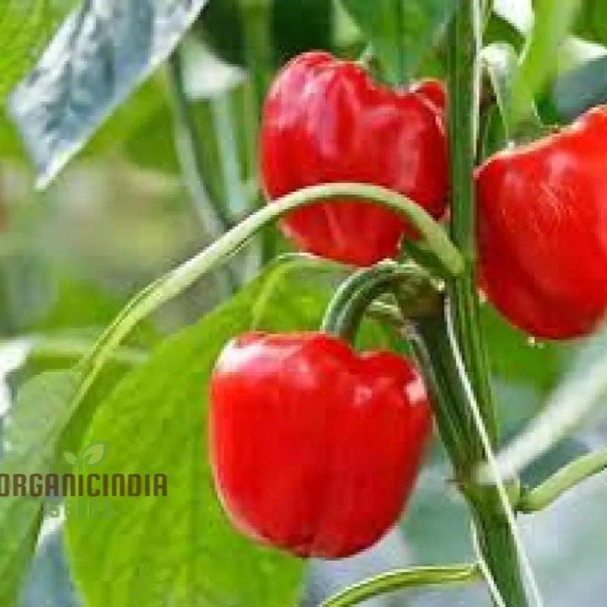 Sweet Pepper Pimento Seeds for Planting, Non-GMO Garden Seeds