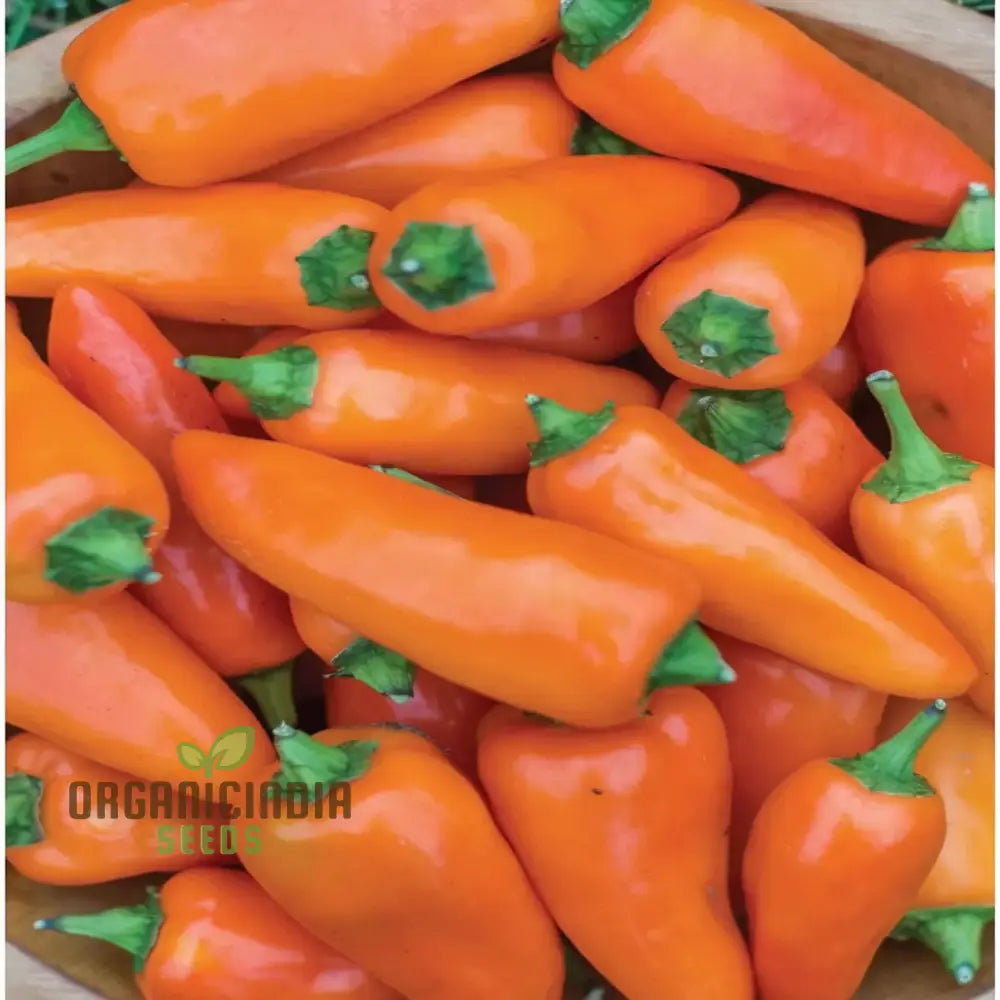 Sweet Pepper Seeds – Tangerine Dream for Home Garden, Orange Bell Peppers