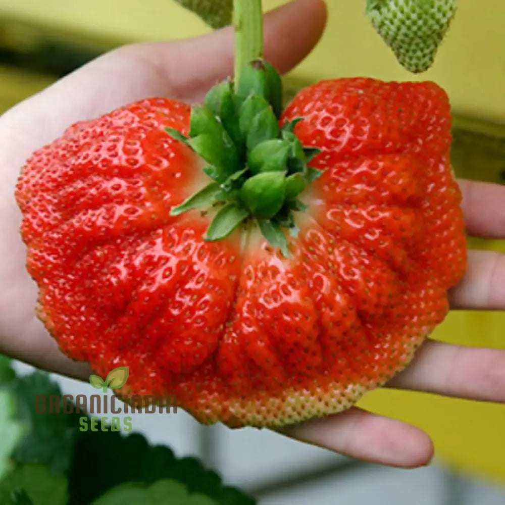 sweet Strawberry Seeds for Home and Farm Planting