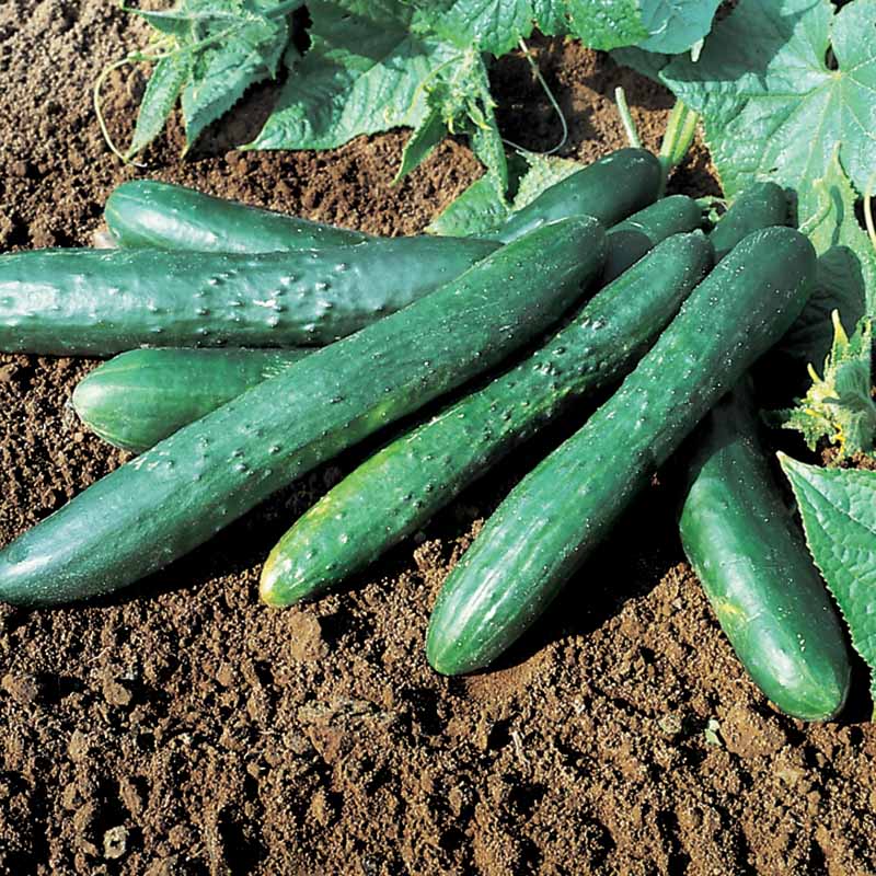 Mature Sweet Success Cucumber Plant with Healthy Fruits