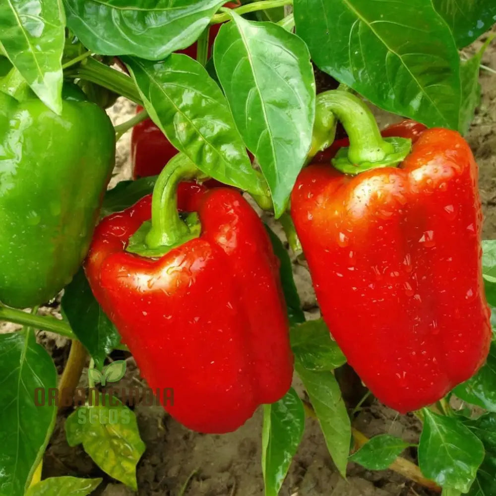Sweet Tamina Pepper Seeds for Home Garden, High-Yield Sweet Pepper Seeds