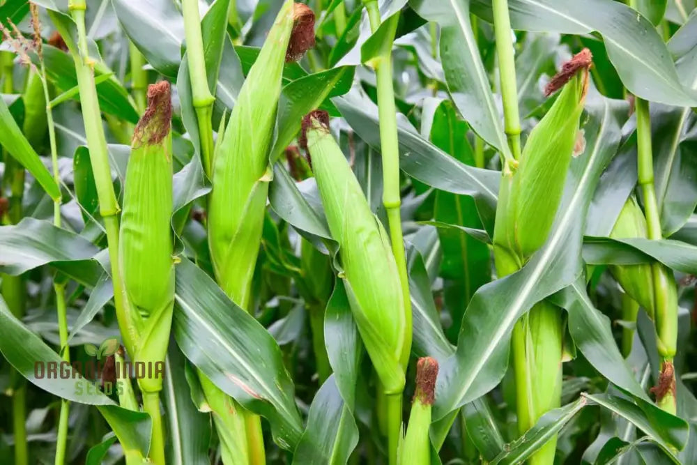Fresh Fiesta Sweetcorn Ears on Plant, Sweet and Juicy
