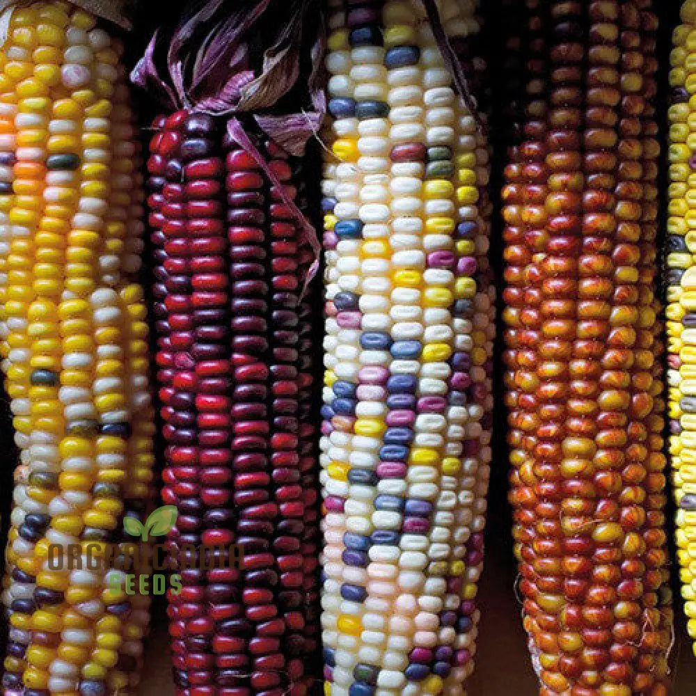Mature Fiesta Sweetcorn Stalks from Seeds, Upright and Productive Growth