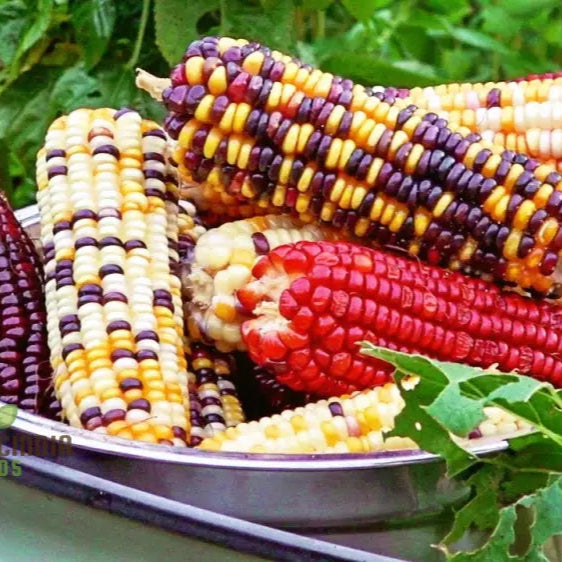 Fiesta Sweetcorn Seeds Packet, Non-GMO Vegetable Seeds for Planting