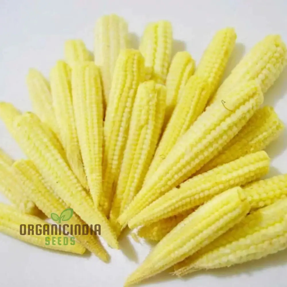 Minipop Sweetcorn Seeds Packet, Miniature Non-GMO Corn Seeds for Planting