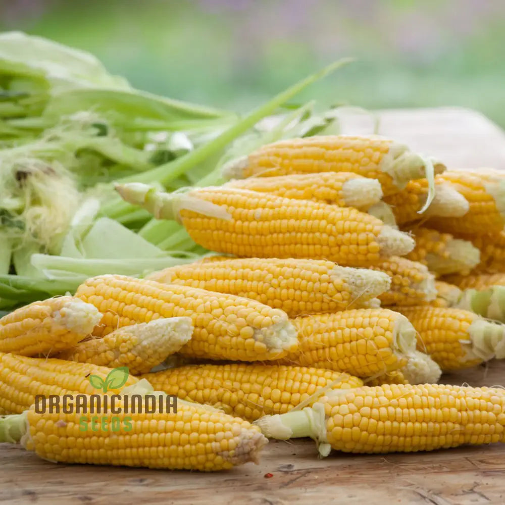 Fresh Swift Sweetcorn Ears on Plant, Sweet and Tender Corn