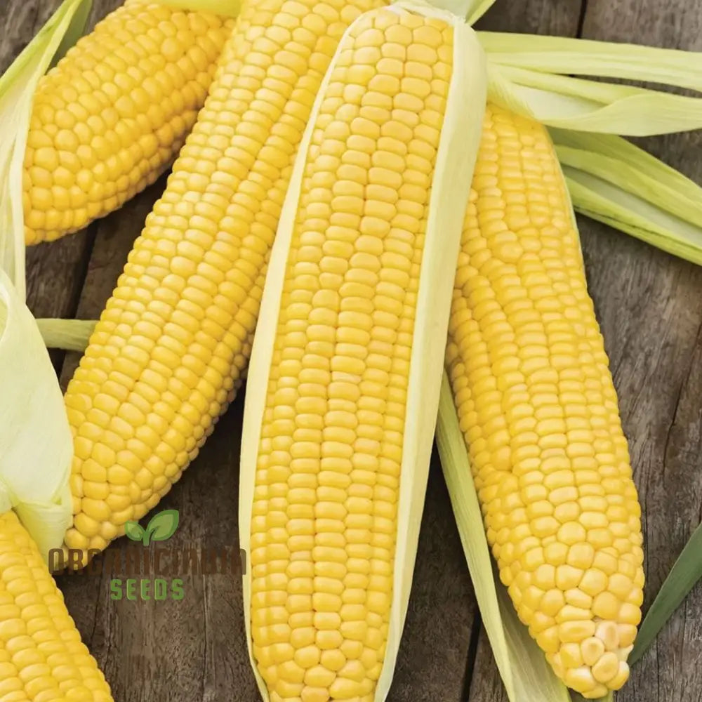 Mature Swift Sweetcorn Plant from Seeds, Upright High-Yield Crop