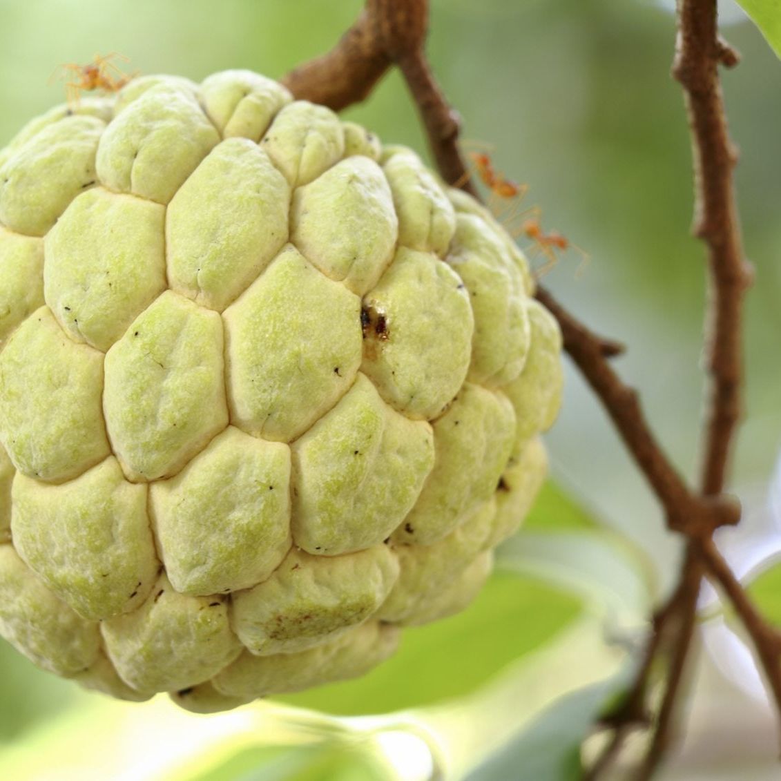 Non-GMO Sweetsop tree seeds for home garden