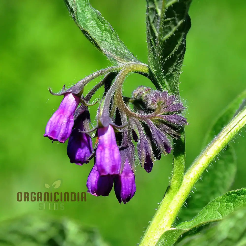 Symphytum Comfrey seeds for planting