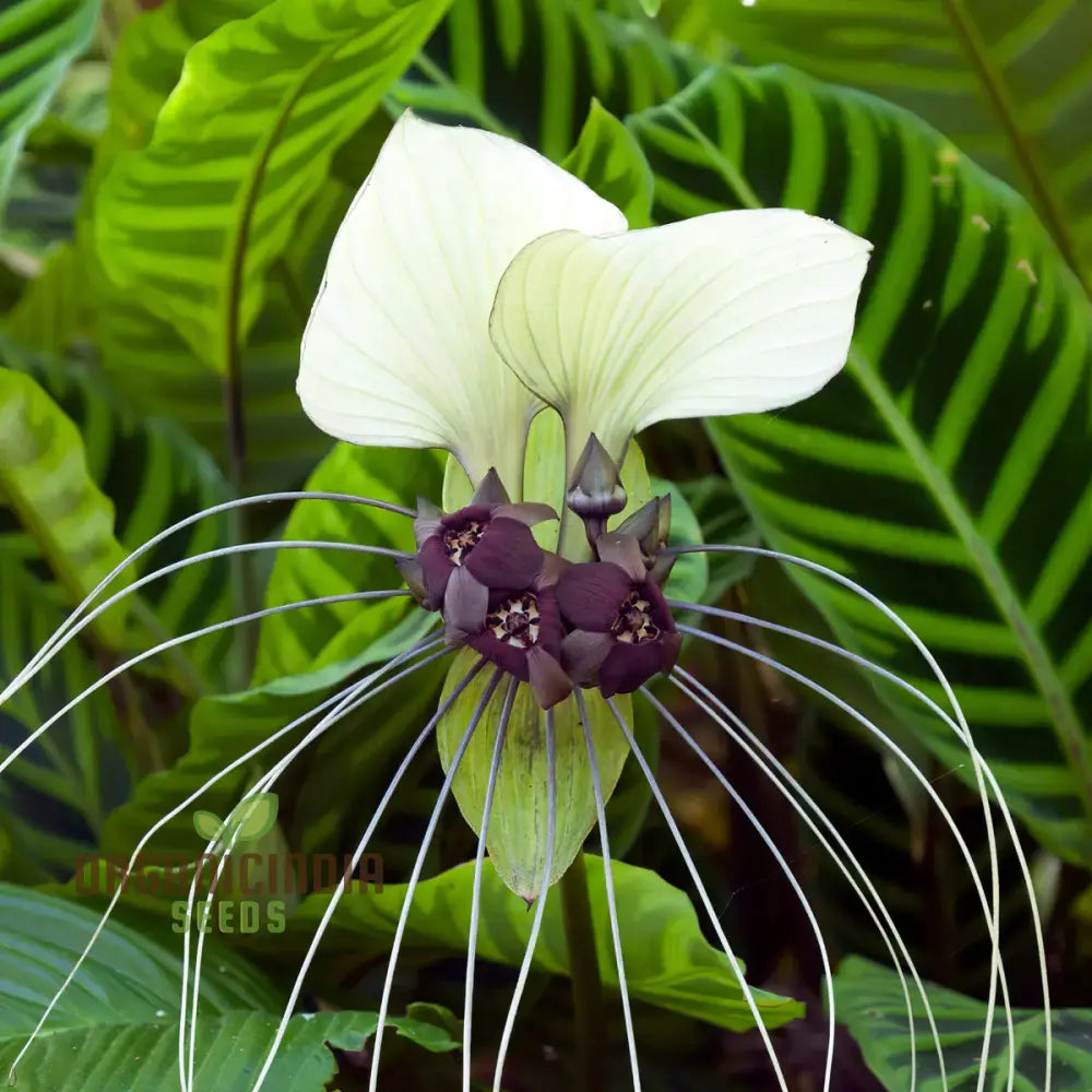 Tacca Chantrieri ’Nivea’ Seeds – Elevate Your Gardening Experience With Unique Stunning Blooms!