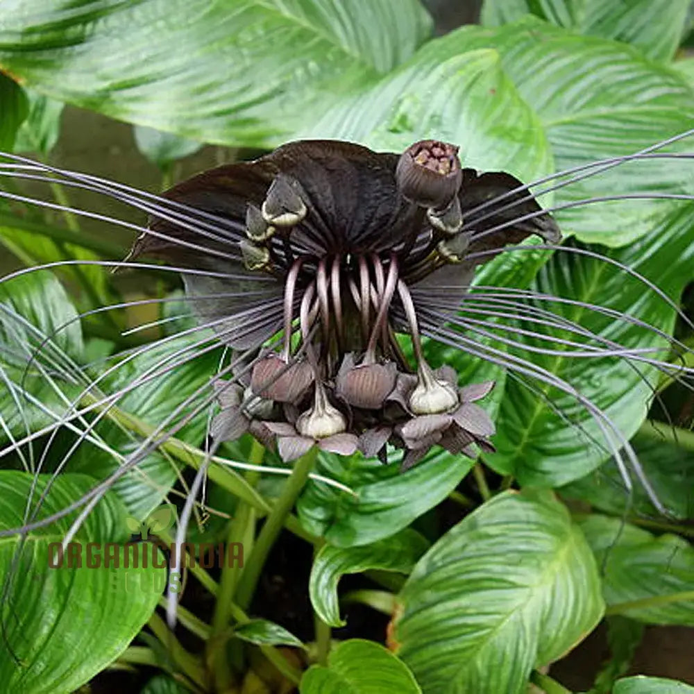 Tacca Chantrieri Seeds – Elevate Your Gardening With Unique Stunning Blooms!