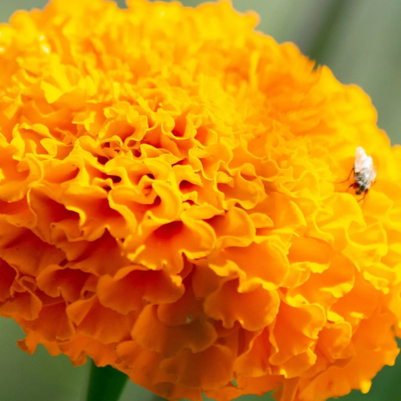 Semillas de Tagetes erecta de caléndula africana, flores grandes y vibrantes para jardines