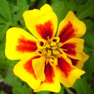 Semillas de caléndula con centro amarillo en caoba, flores bicolores audaces para jardines