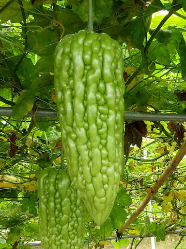 Taiwan Large Bitter Gourd Seeds, Premium Heirloom Vegetable Seeds