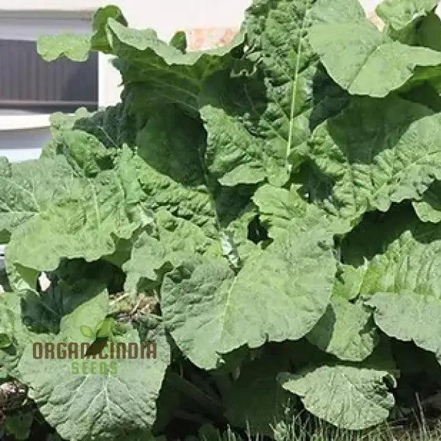 Fresh Takinogawa Long Burdock Roots from Seeds