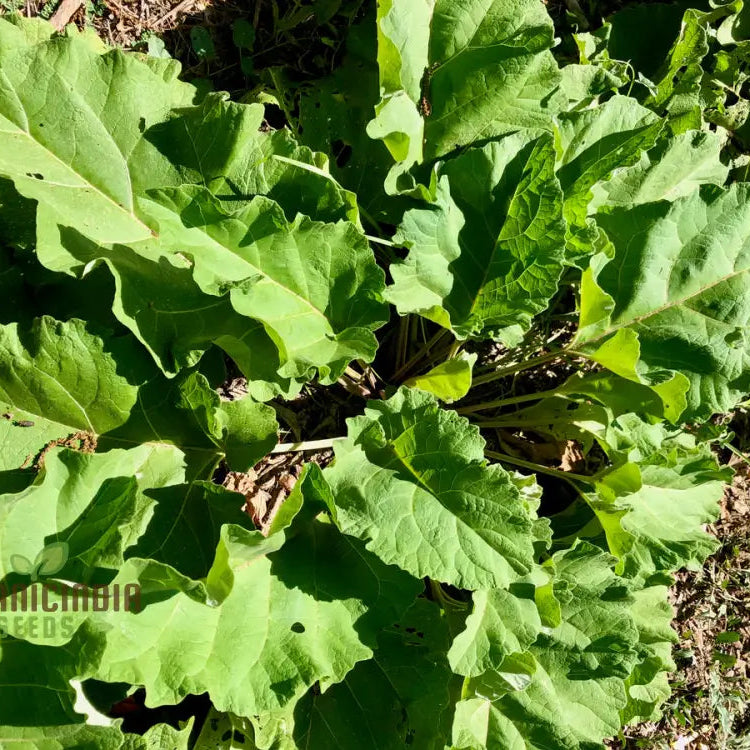 Takinogawa Long Burdock Seeds for Planting, Non-GMO Root Vegetable Seeds