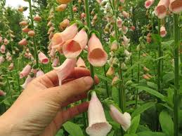 Tall Apricot Foxglove Bloom Seeds for Pollinator Gardens