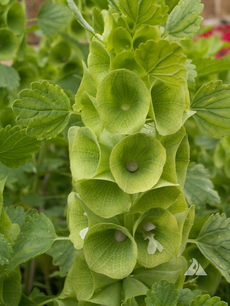 Tall Bells of Ireland Seeds for Fresh Green Spikes