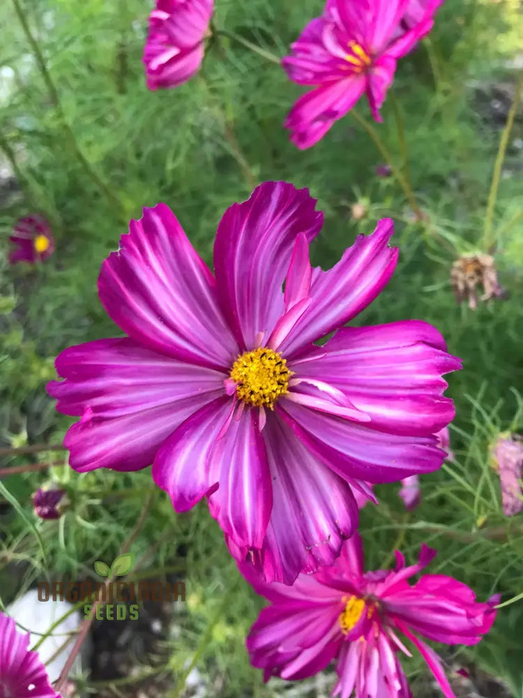 Tall cosmos garden seeds with white and rose-edge petals